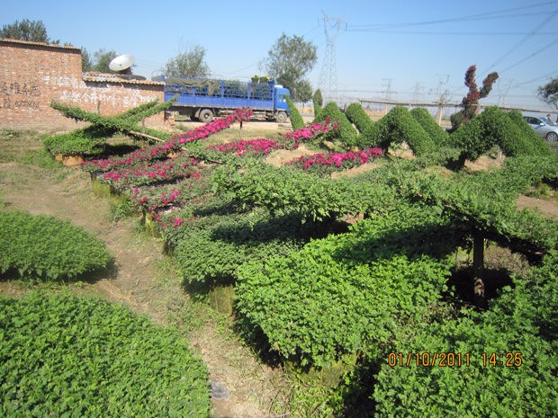 開封前方園藝——菊花造型廠家直銷