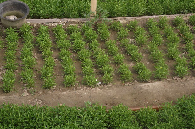 ?開(kāi)封前方園藝——菊花造型現(xiàn)貨供應(yīng)