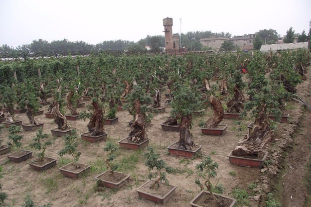 開(kāi)封前方園藝——菊花造型現(xiàn)貨供應(yīng)