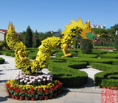 開(kāi)封前方園藝——菊花造型現(xiàn)貨供應(yīng)