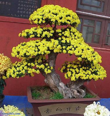 開(kāi)封前方園藝——菊花造型現(xiàn)貨供應(yīng)