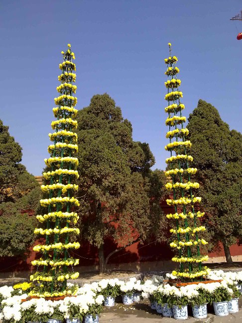 ?開(kāi)封前方園藝——菊花造型現(xiàn)貨供應(yīng)