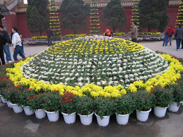 ?開(kāi)封前方園藝——菊花造型現(xiàn)貨供應(yīng)