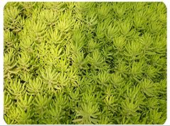開(kāi)封前方園藝——五色草種苗廠家直銷(xiāo)