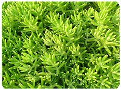 開(kāi)封前方園藝——五色草種苗廠家直銷(xiāo)