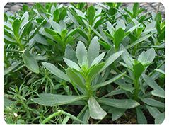 開(kāi)封前方園藝——五色草種苗廠家直銷(xiāo)