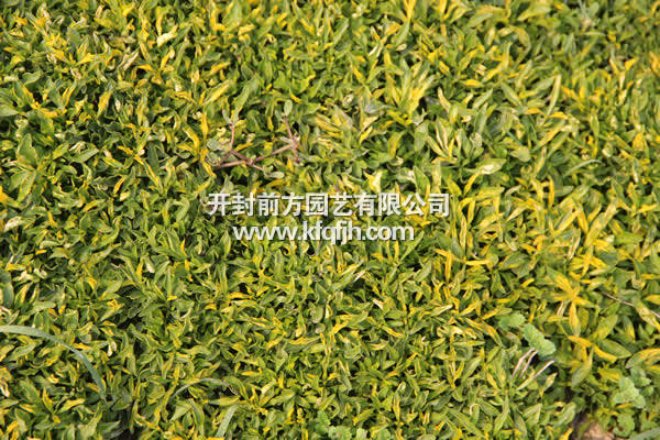 開(kāi)封前產(chǎn)園藝——五色草種苗廠家直銷(xiāo)