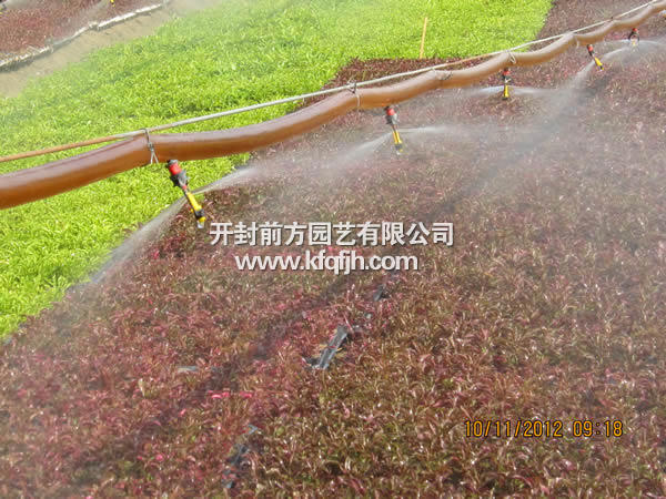 開(kāi)封前方園藝——五色草種苗廠家直銷(xiāo)