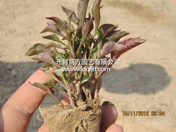開(kāi)封前方園藝——五色草種苗廠家直銷(xiāo)